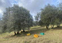 annata olivicola 2023