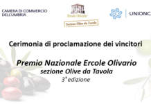 Ercole Olivario 2023 olive