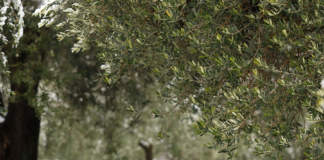 trattamenti olivo post raccolta