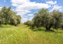 concimazione olivo biologico