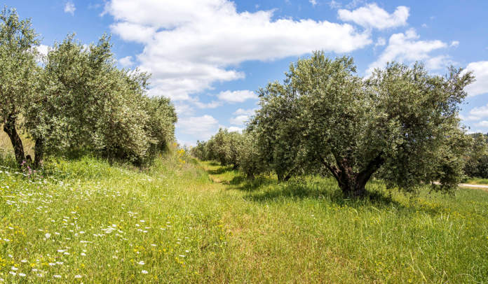 concimazione olivo biologico