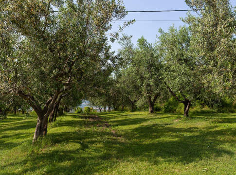 biostimolante olivicoltura