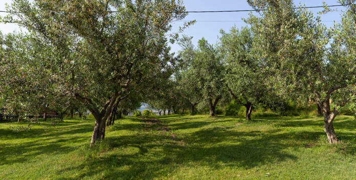 biostimolante olivicoltura