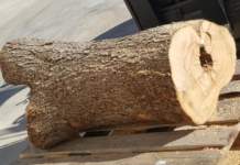 xylella legno
