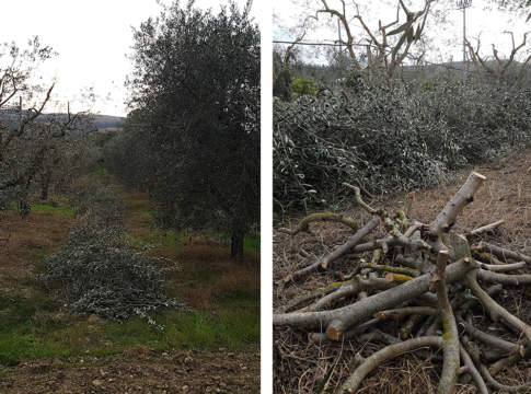 residui potatura olivo