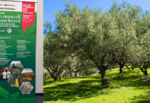 ecoschema olivicoltura