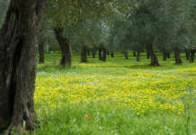 gestione del suolo oliveto
