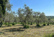 potatura olivo effetti