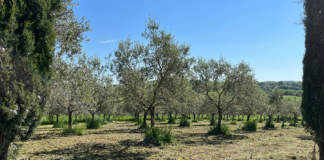 potatura olivo effetti