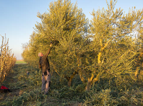 gestione oliveto