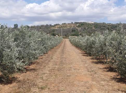 olivo favolosa