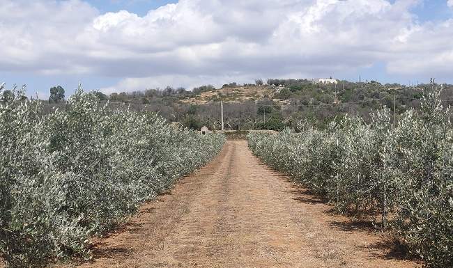 olivo favolosa